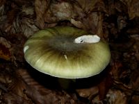 Grüner Knollenblätterpilz